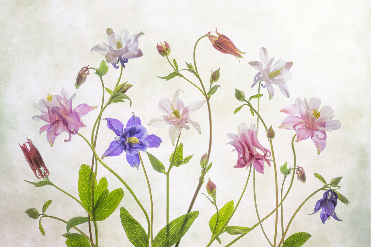 framedposter-print-columbine