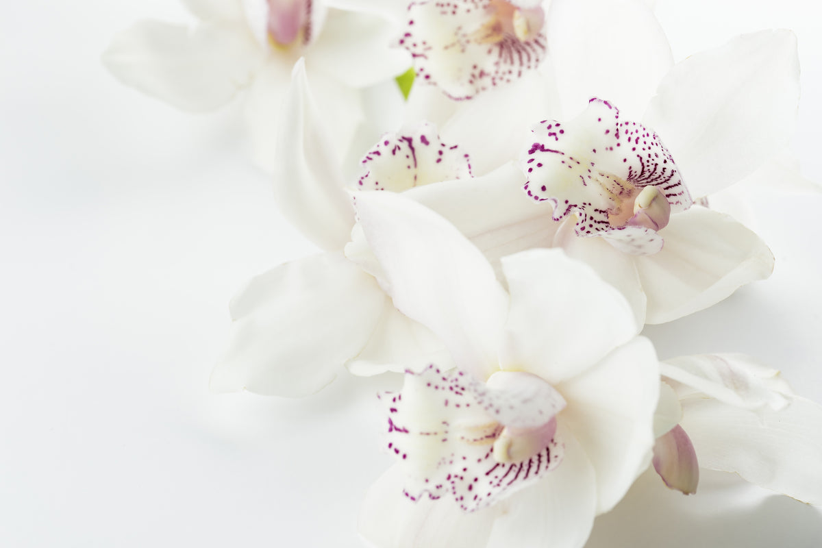 canvas-print-fantastic-orchids