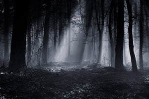poster-print-capela-forest