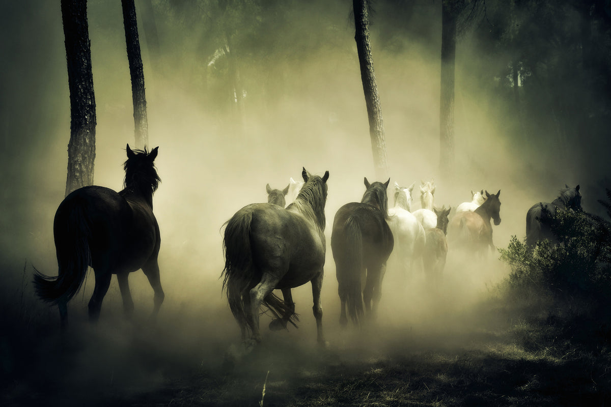 3-piece-acrylic-print-horses-in-the-forest