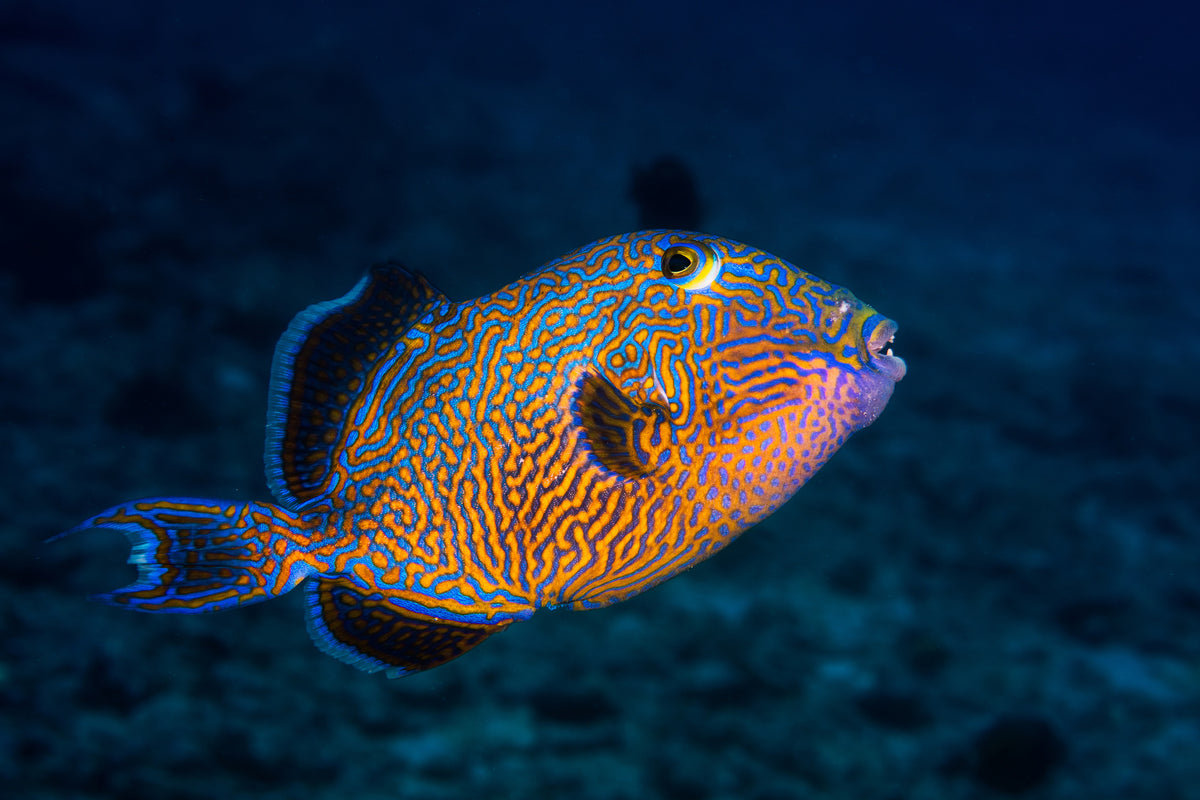 modern-3-piece-canvas-print-blue-triggerfish