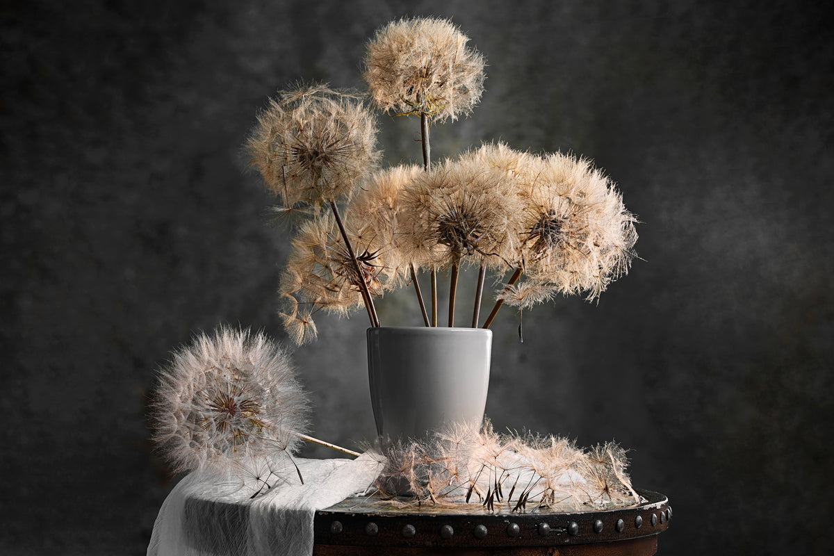 canvas-print-dandelion-seed-pod-x