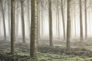 canvas-print-small-woodland