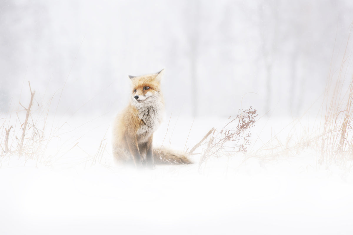 canvas-print-waiting-xys