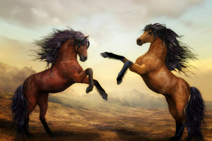 acrylic-print-two-wild-horses