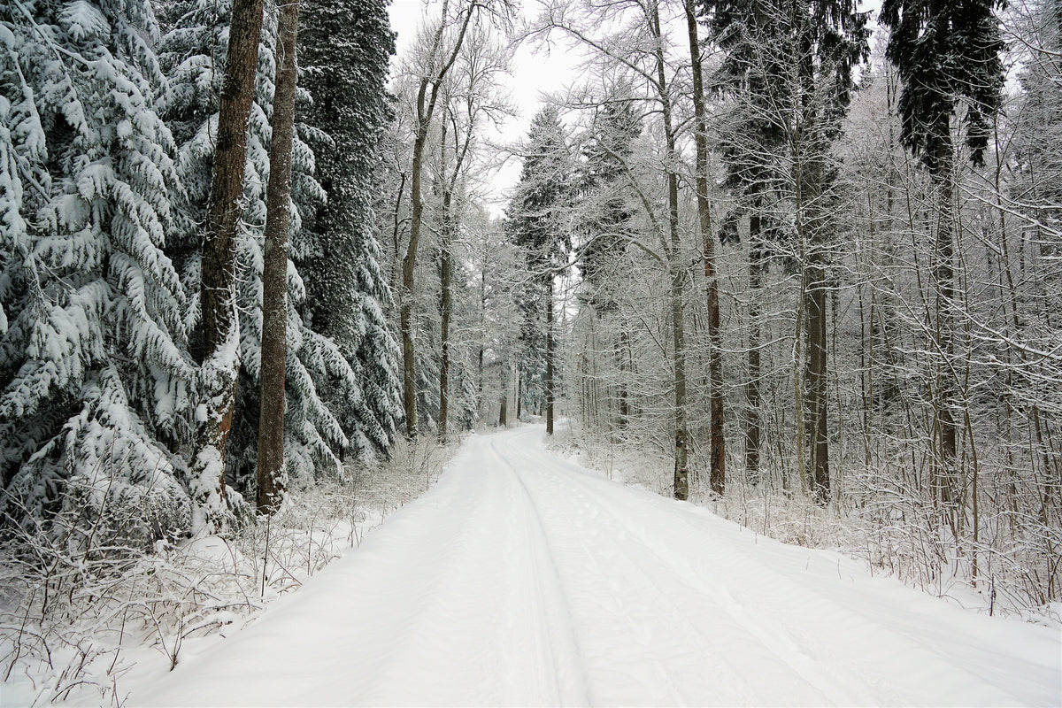 aluminium-print-snow-in-the-forest