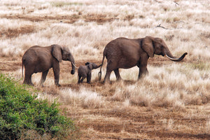 aluminium-print-elephant-family-tanzania-x