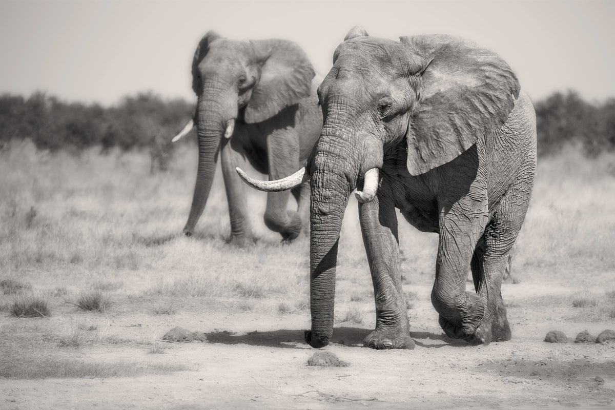 aluminium-print-twin-elephants-x