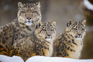 poster-print-family-xuu