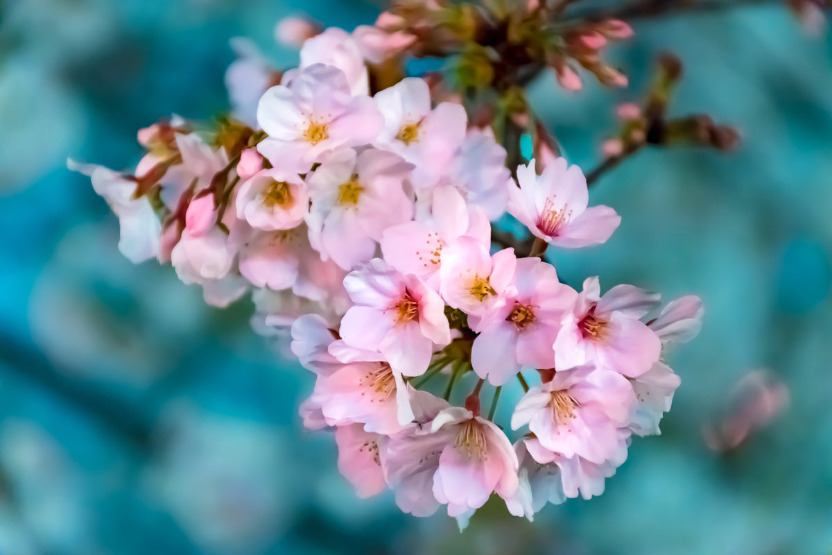 3-piece-canvas-print-close-up-flower