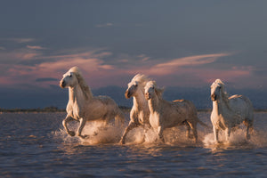 framedcanvas-print-angels-of-camargue