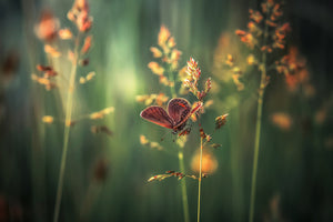 3-piece-aluminium-print-last-light