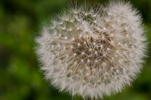 canvas-print-the-dandelion-in-nature