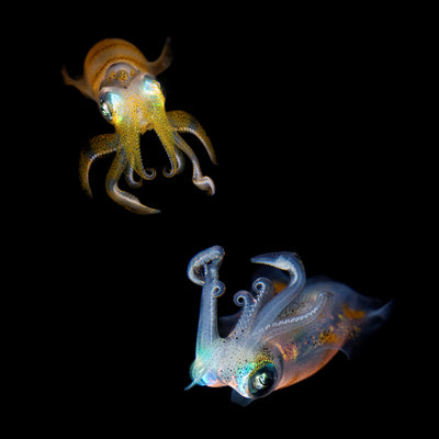 poster-print-sea-jewels