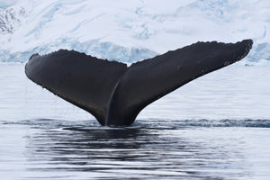 canvas-print-the-humpback-whale