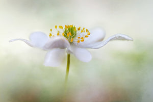 framedposter-print-nemorosa