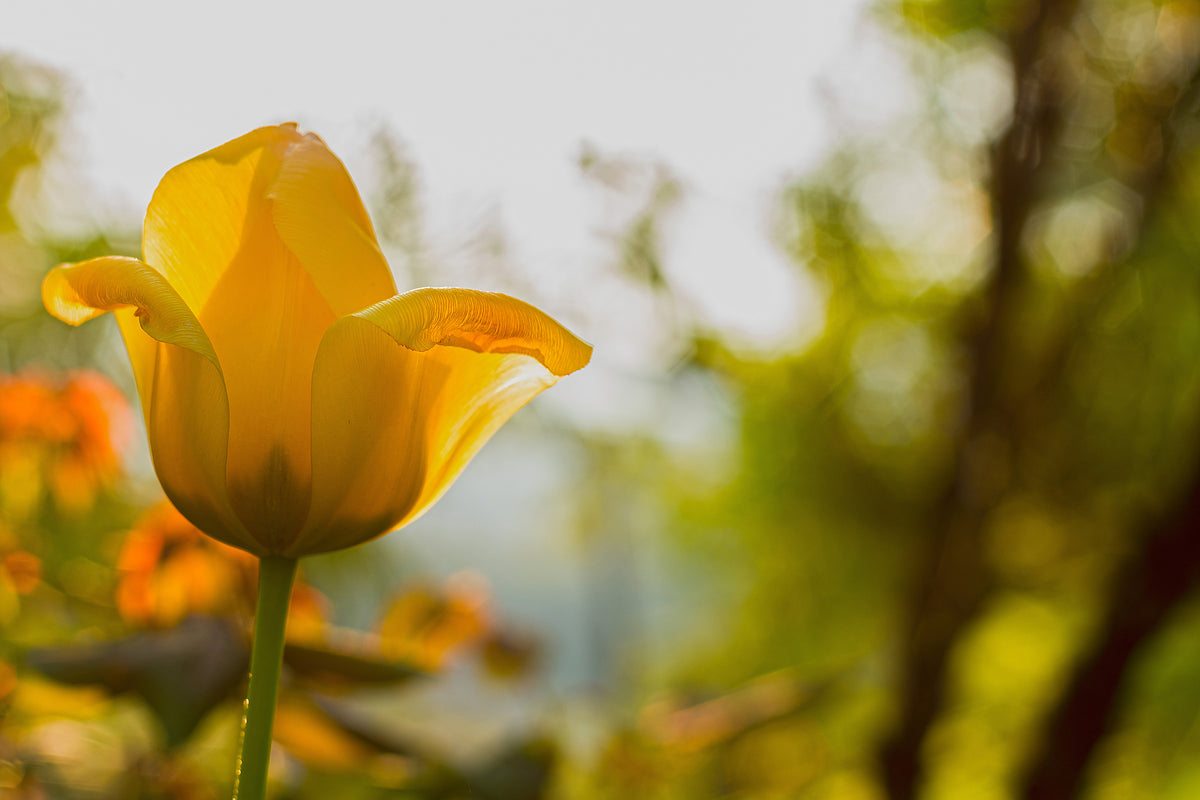 framedcanvas-print-yellow-tulip-in-the-nature
