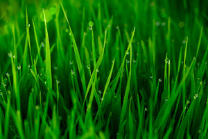 3-piece-aluminium-print-grass-with-morning-dew