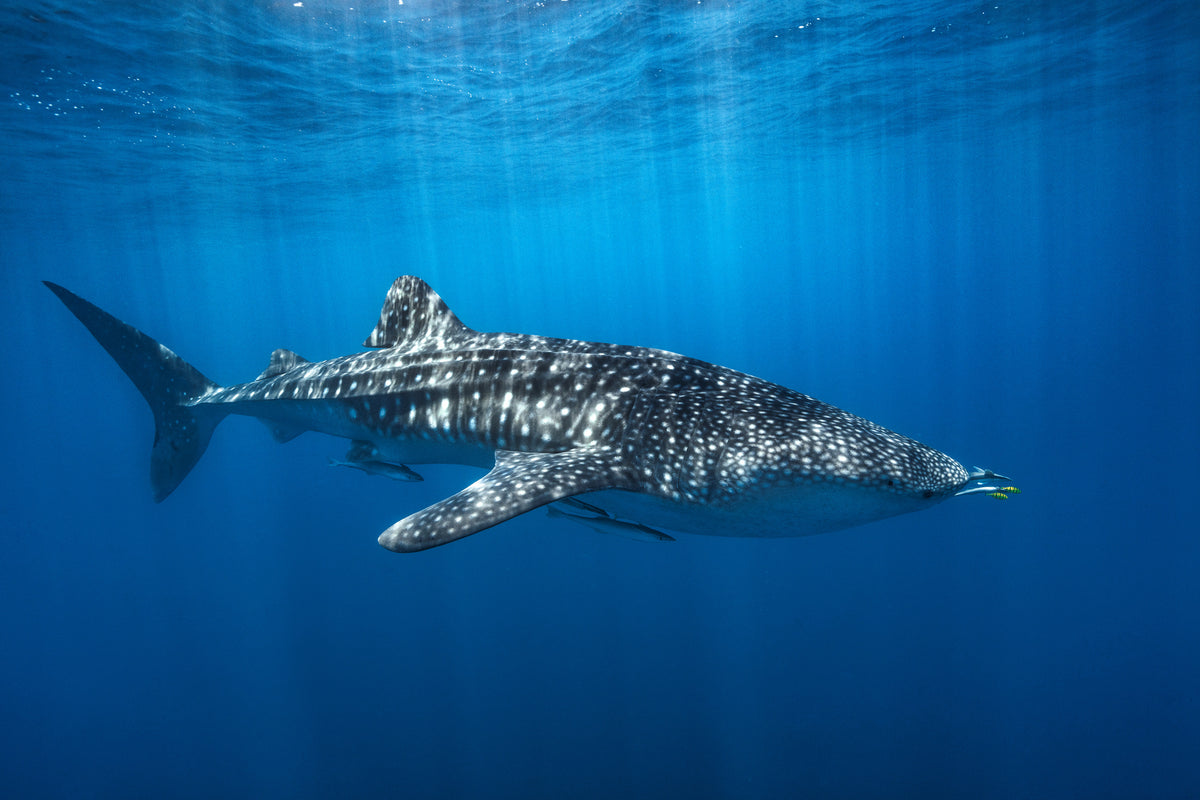 framedposter-print-whale-shark-in-the-blue-x