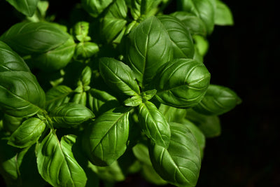 poster-print-basil-in-xl
