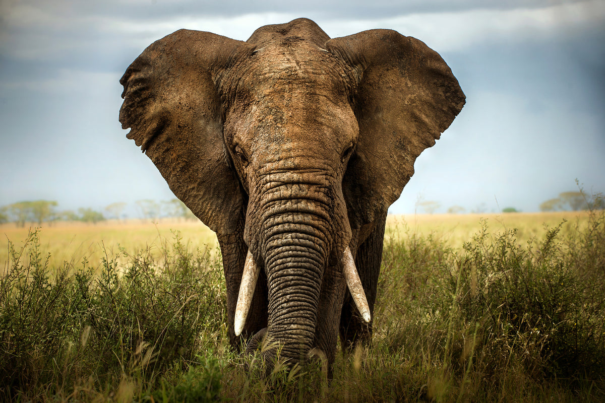 aluminium-print-encounters-in-serengeti-x