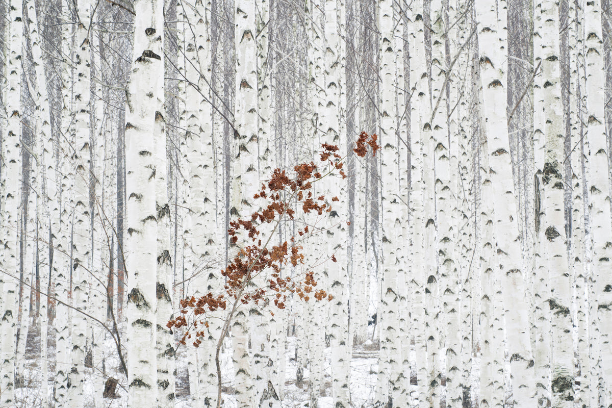 aluminium-print-from-white