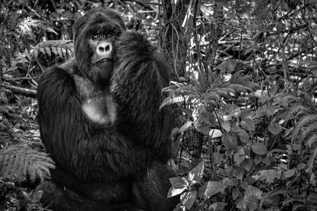 framedposter-print-kwitonda-silverback