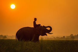 3-piece-aluminium-print-the-holy-elephant
