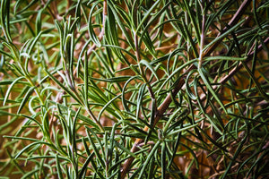 framedcanvas-print-rosemary-xxl