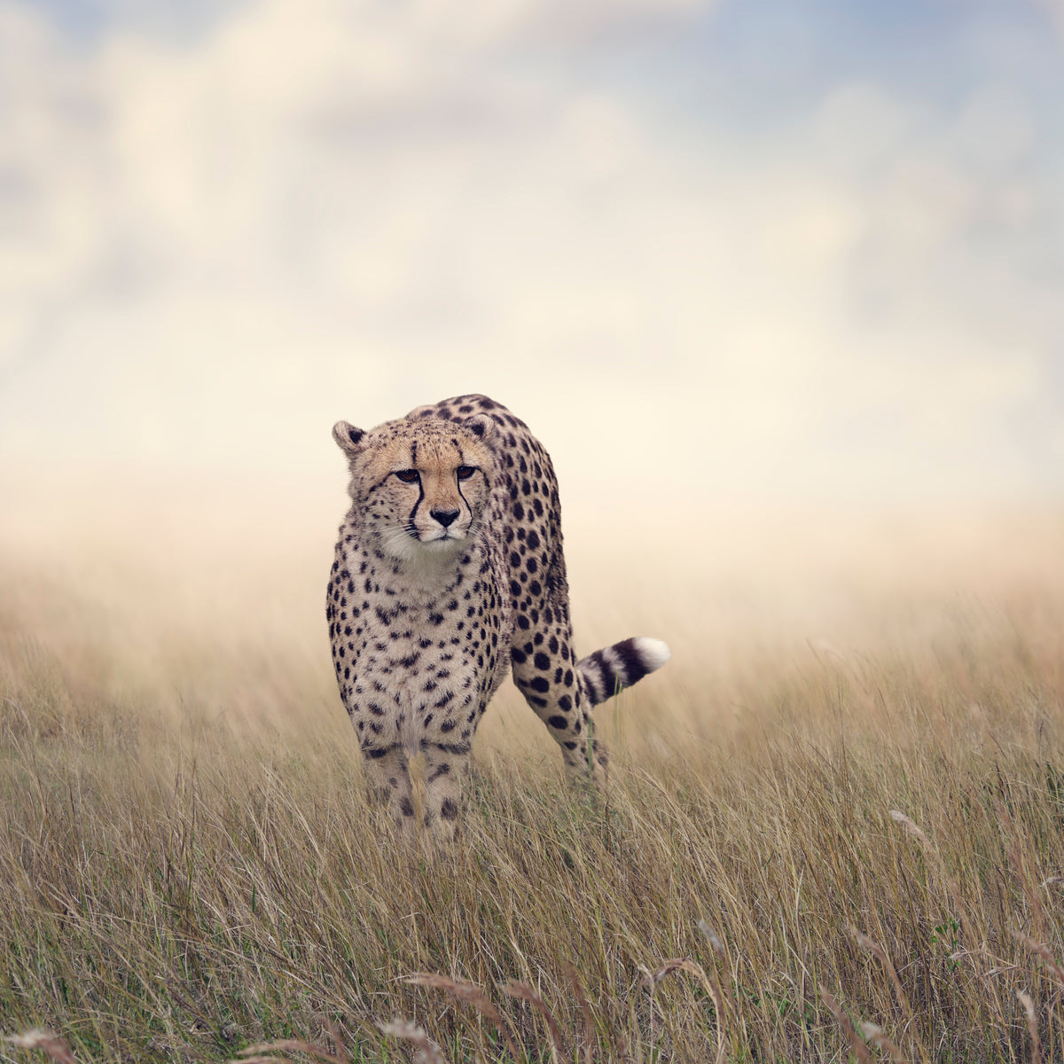 9-piece-aluminium-print-the-cheetah