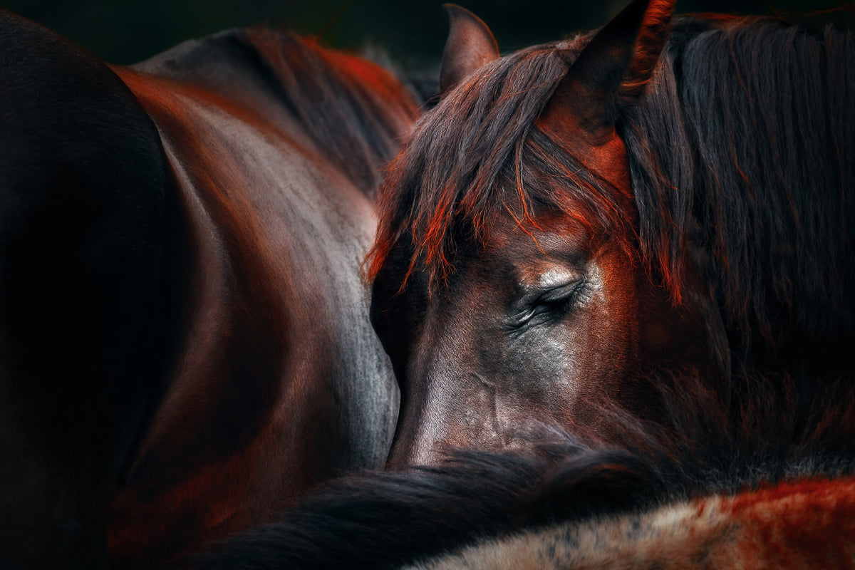 poster-print-sleep-huddle