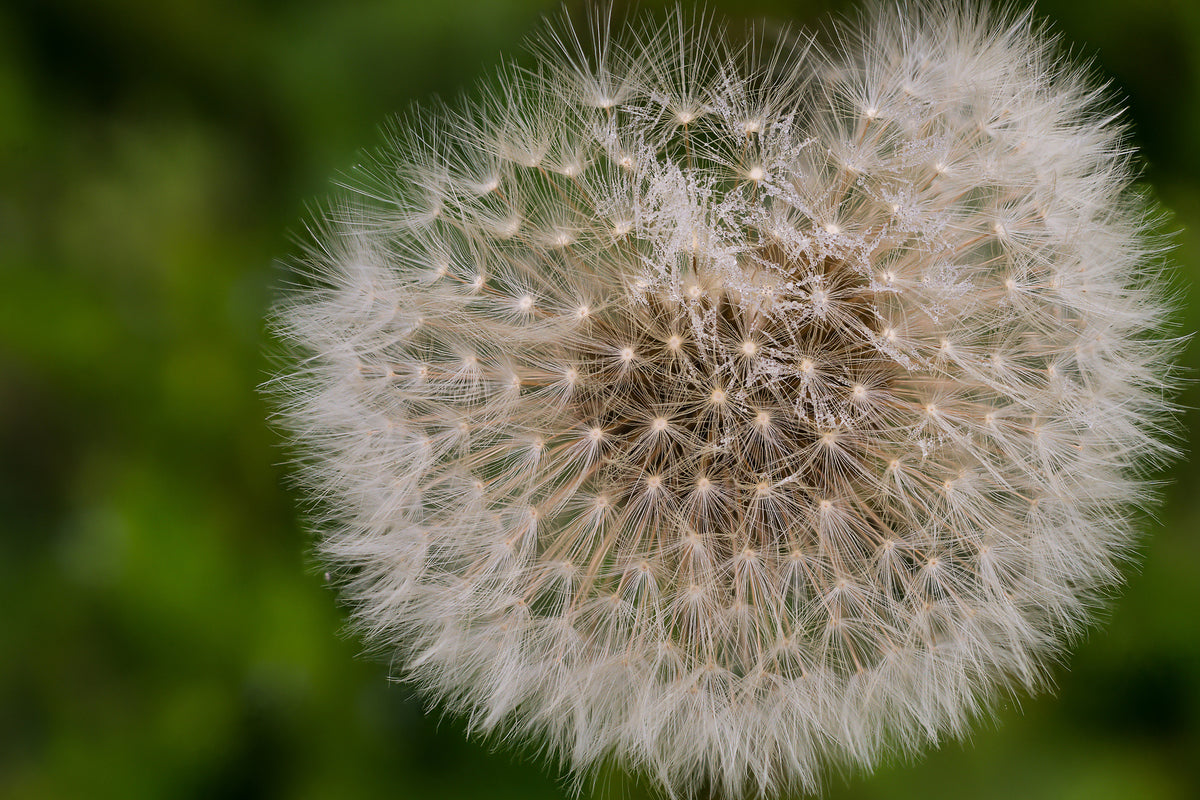 3-piece-aluminium-print-the-dandelion-in-nature