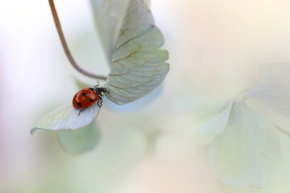 canvas-print-ladybird-on-bluegreen-hydrangea-x