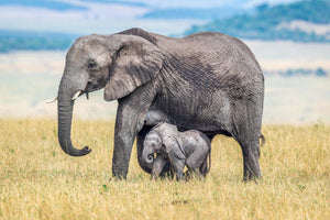 poster-print-a-wee-one-x