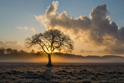 poster-print-a-lonely-tree