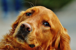 canvas-print-faithful-irish-setter