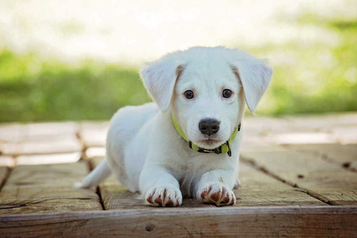 acrylic-print-cute-dog-baby