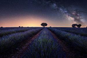 framedposter-print-lavender-fields-xxw