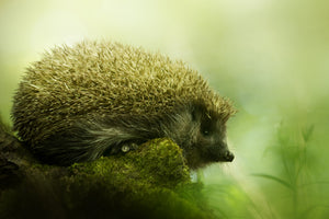 framedcanvas-print-hedgehog-x