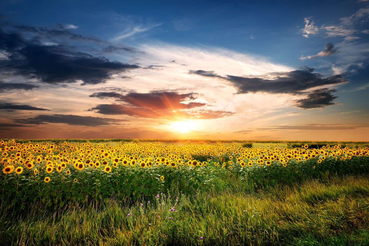 modern-3-piece-canvas-print-a-field-of-sunflowers