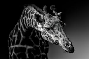 acrylic-print-giraffe-x