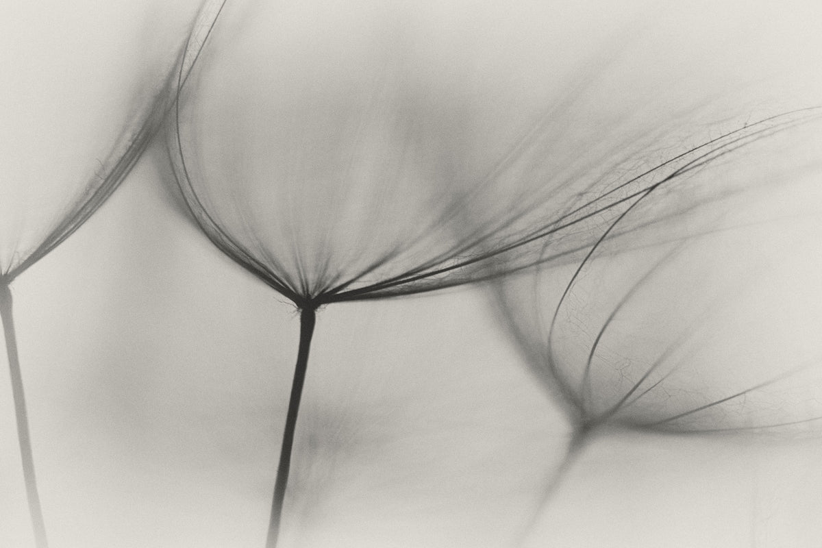aluminium-print-tragopogon