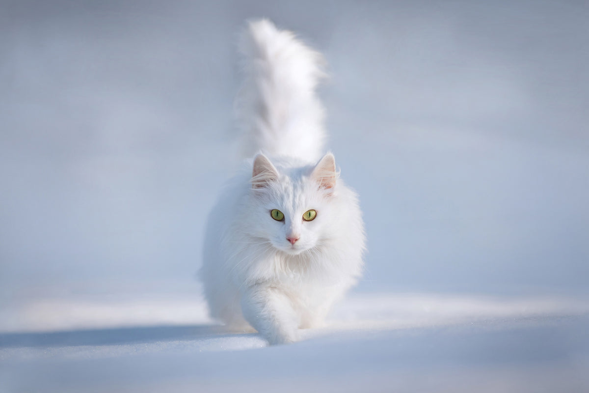 aluminium-print-yellow-eyes