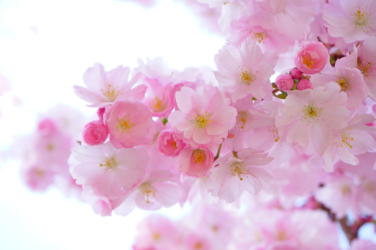 acrylic-print-japanese-cherry-blossom-xl