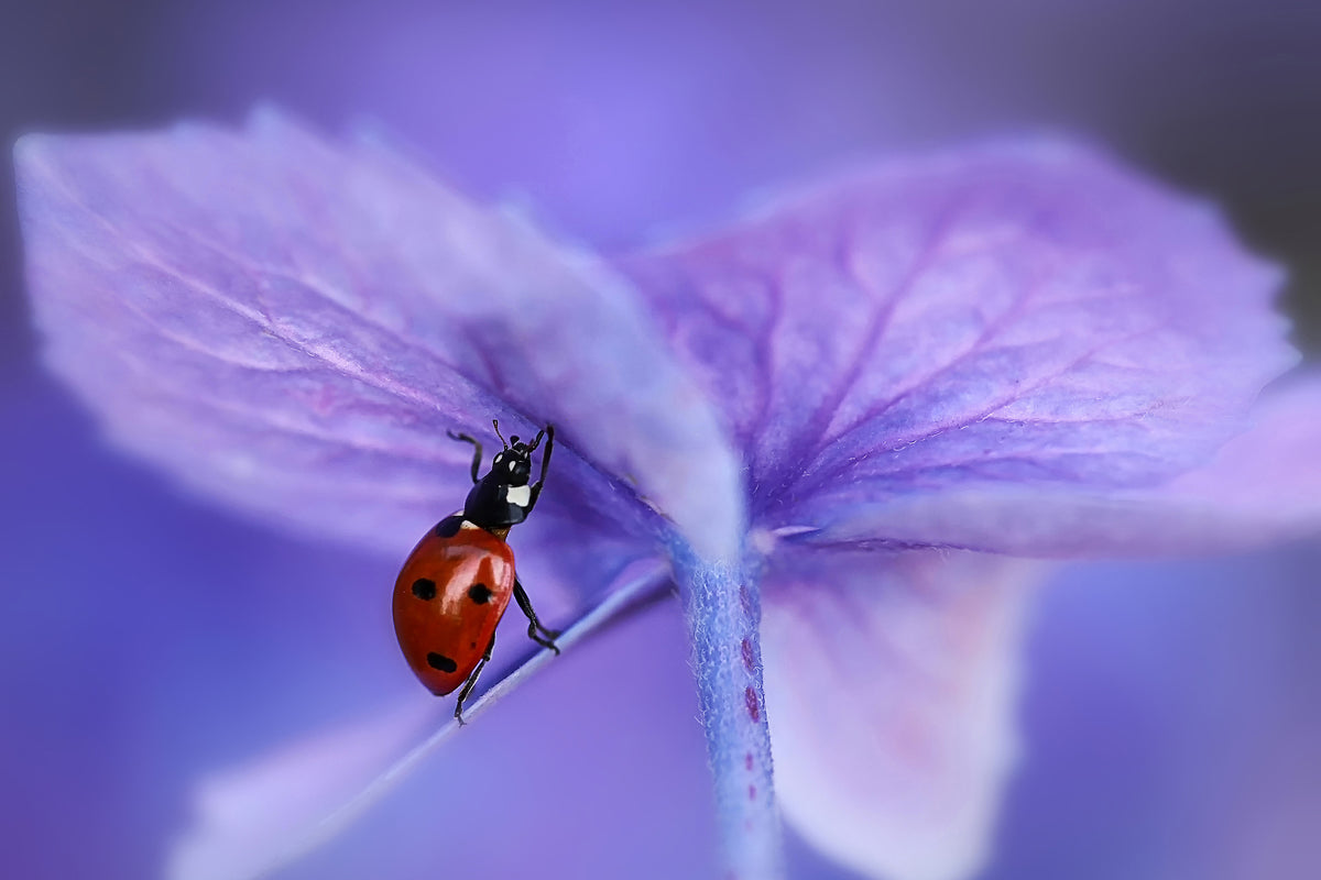 canvas-print-ladybird-on-purple-hydrangea