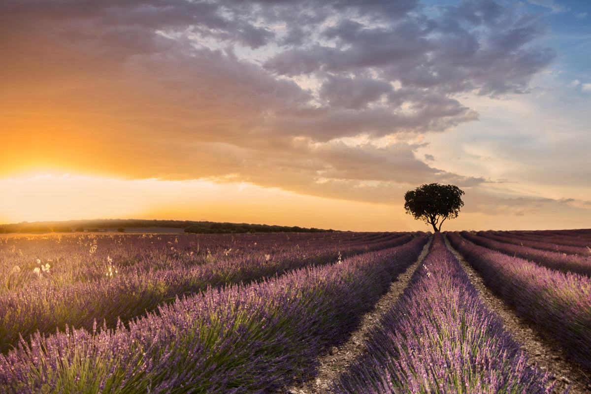 aluminium-print-destination-lavender-x