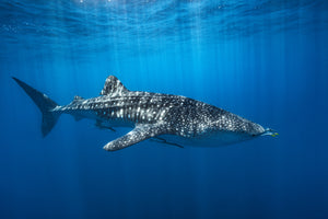 poster-print-whale-shark-in-the-blue-x