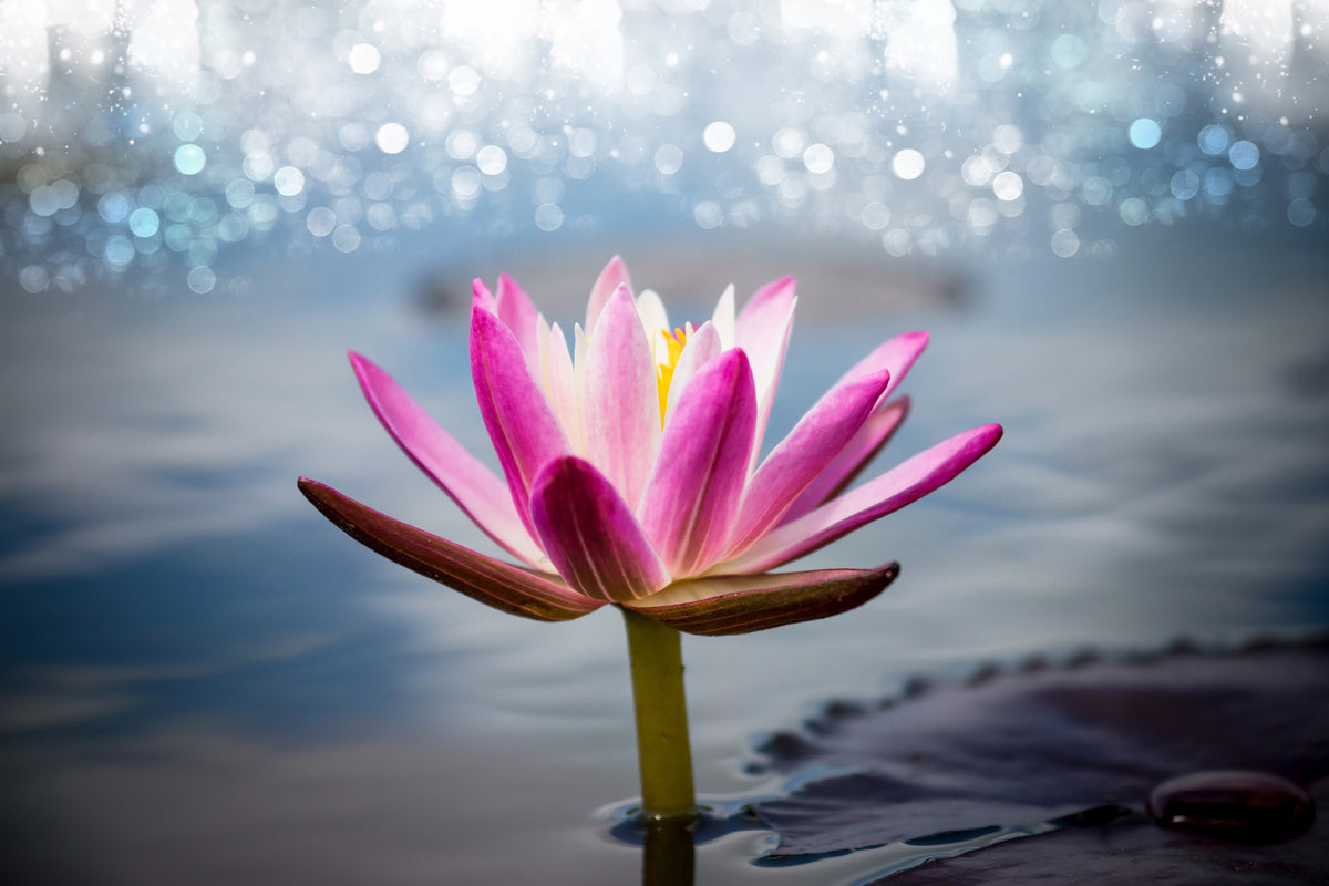 poster-print-lotus-in-the-morning-dew