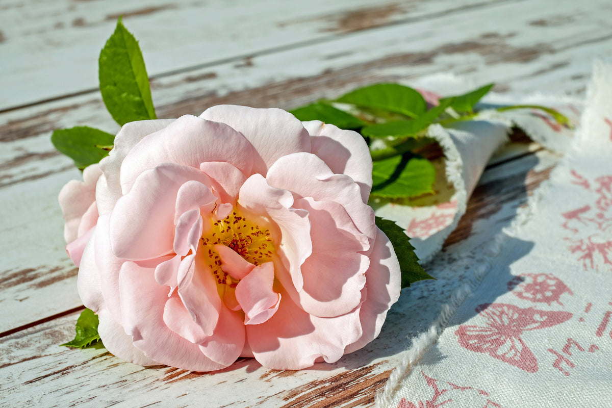 aluminium-print-wild-rose-in-pink