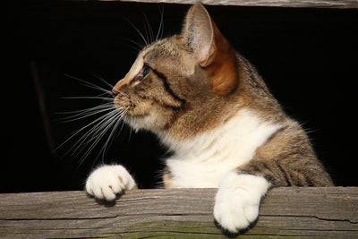 poster-print-xl-cat